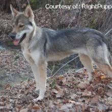 There are only a handful of reputable tamaskan breeders out there. Puppyfind Tamaskan Puppies For Sale