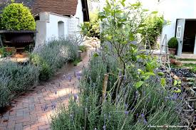 French Lavender Citrus Trees Citrus Trees Urban Garden Backyard