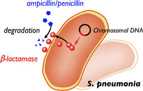 Image result for Penicillin Resistant Pneumococcus