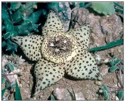 Image result for Orbea umbracula
