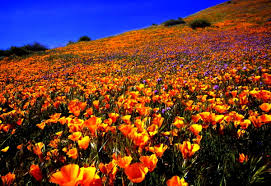 The second most numerous is yellow california goldfields, and some large areas have mostly this plant, but the poppies certainly predominate, and although they can sometimes also be yellow, all in this location are rich orange.a selection of the most common flowering plants. Cool Flowers Eschscholzia Californica Wildflower Wallpaper Best Free Download Wallpapers
