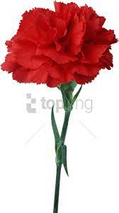 Carnation Flower Red Floristry Carnation Flower Red Floristry Png Image With Transparent Background Png Free Png Images Carnation Flower Flowers Carnations