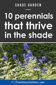 Maybe you would like to learn more about one of these? 10 Tall Shade Perennials Flowering Plants That Bloom In The Shade Gardening From House To Home Garden