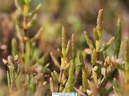 Image result for Salicornia pachystachya