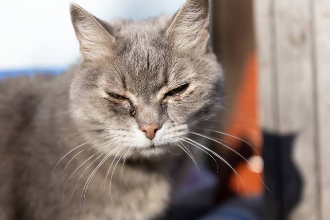 Understanding Cat Eye Discharge: Causes, Treatment, and When to Worry -  Berthoud Animal Hospital