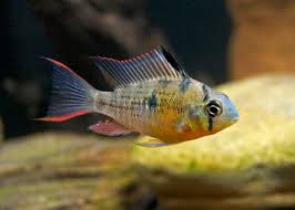 Crown ruby bolivian ram a lso called the bolivian ram pictures: Bolivian Ram Photos Free Royalty Free Stock Photos From Dreamstime