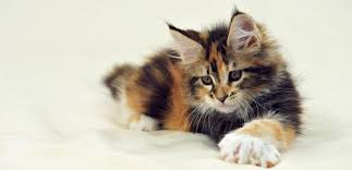 For the best experience, we recommend you upgrade to the latest version of chrome or safari. How Much Do Maine Coons Cost 19 Examples Of Advertised Prices Maine Coon Expert