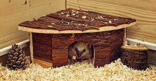 Find out more about pet crafts here. The Best Small Pets For Kids