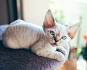 Devon Rex Ontario 💗 | Pure breed kittens for adoption