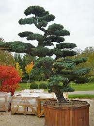 Pin Von Nia Diep Auf Idei Grădină In 2020 Design Kleiner Garten Gartenbonsai Garten