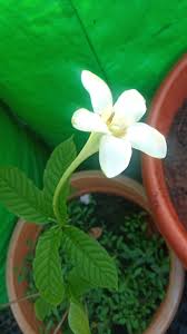 Image result for Nervilia petraea