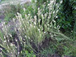 Somewhat woody, perennial herbaceous plant usually with bright blue flowers, rarely white or pink when flowering, it has a tough, grooved, and more or less hairy stem, from 10 to 40 inches tall leaves are stalked, lanceolate and unlobed flower heads are 3/4 to 1 1/2 in wide; Plant Identification Closed A Tall Weed With White Fluffy Flowers 3 By Nzwide