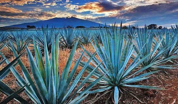 Tequila, Jalisco, México ✈ ZonaTuristica