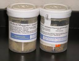 We did not find results for: Maggots Clean Wounds Faster Than Surgeons Wound Healing Live Science