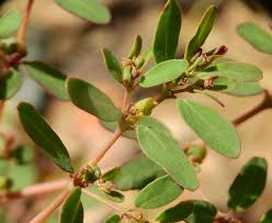 Image result for Euphorbia neopolycnemoides