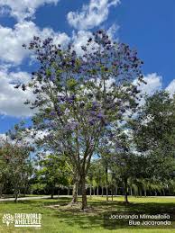Image result for Jacaranda mimosifolia
