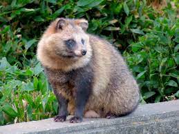 Japanese raccoon dog - Wikipedia
