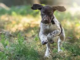 This german breed is one of the most versatile dog to come from germany. German Shorthaired Pointer Dog Breed Everything About German Shorthaired Pointer