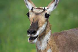 Check spelling or type a new query. Pronghorn Antelope In Gardens How Can I Keep Antelope Out Of My Garden