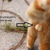 Berikut merupakan cara untuk melatih kucing anda menggunakan pasir kucing (cat sand): Https Encrypted Tbn0 Gstatic Com Images Q Tbn And9gcsl Hq1ub20ckamovdndcbrf2nmamroc Vozvfbydxkj2iejsa8 Usqp Cau