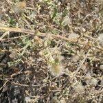 Image result for Geigeria