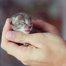 Namun, kucing liar atau hutan banyak diminati karena lebih agresif, aktif dan pemberani. Kucingku Lucu Posts Facebook