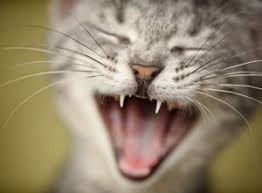 Kediler Neden Miyavlar Kedi Blog