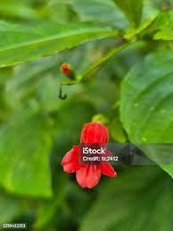 Image result for Ruellia brevifolia