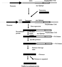 It has genes from more than one organism. Transgenic Animals In Biotechnology Book Chapter Iopscience