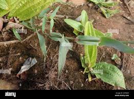 Image result for Perotis patens