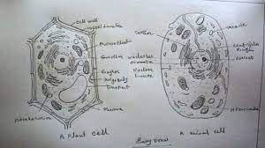 No electronic switches for speed and surface control like the next big competitor but the switch action is positive & precise. How To Draw Plant Cell And Animal Cell Step By Step Very Easy Youtube