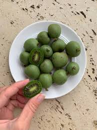 Image result for foto minikiwi