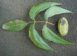 Maybe you would like to learn more about one of these? Pecan Diseases Home Garden Information Center