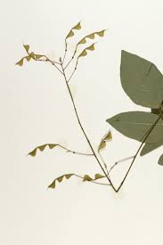 Image result for Hylodesmum