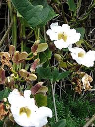 Image result for Thunbergia pynaertii