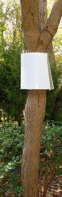 Search a wide range of information from across the web with allinfosearch.com. Image Result For Plastic Fruit Containers Over Apples Trees Protect From Squirrels Fruit Trees Small Gardens Tree