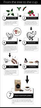 What Is Kopi Luwak Kaya Kopi Luwak Civet Cat Coffee