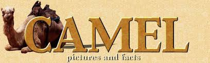 Camelus dromedarius the arabian camel, distinguished by a single hump. Camel Pictures And Facts Arabian Camels Page 2