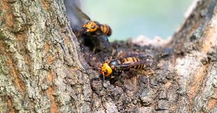 How Long Does A Wasp Live? Understanding The Wasp'S Longevity - Banner Pest  Services