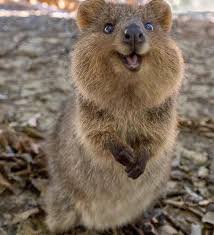 This Quokka At Rottnest Island Off Perth Western Australia Pics Australia Animals Quokka Animal Cute Animal Pictures