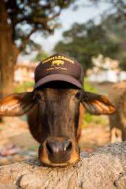 Cute little cartoon cow in winter snow. Cute Cow Wearing A Farm Legaue Hat In Rishikesh Emily Polar