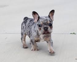 Black And Tan Merle Frenchie Akc Lilac Merle Tri French Bulldog Puppy Boy Jojo In 2020 Bulldog Puppies French Bulldog Puppy Bulldog