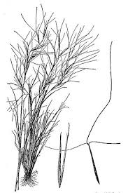 Image result for Aristida recta