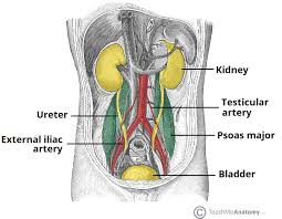 The abdomen (colloquially called the belly, tummy, midriff or stomach) is the part of the body between the thorax (chest) and pelvis, in humans and in other vertebrates. The Ureters Anatomical Course Neurovascular Supply Teachmeanatomy