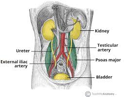 Learn about male pelvic anatomy with free interactive flashcards. The Ureters Anatomical Course Neurovascular Supply Teachmeanatomy