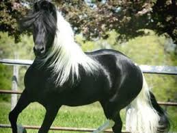 Beautiful Black And White Mustang Horse Pin On My Animal Loves