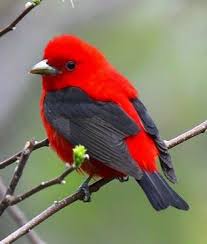 Black And Red Cardinal Black Wing Red Bird Beautiful Birds Colorful Birds Scarlet Tanager