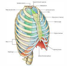 Learn vocabulary, terms, and more with flashcards, games, and other study tools. Anatomy Of Thorax Anatomy Drawing Diagram