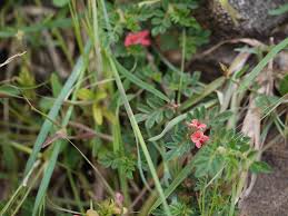Image result for Indigofera transvaalensis