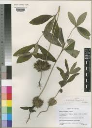 Image result for Blepharis tanganyikensis